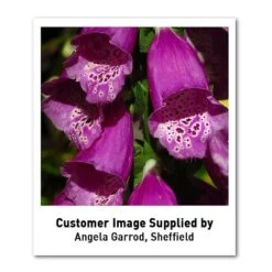 Foxglove 'Dalmation Purple' -EcoFlora Sales Shop DIGI T64064 U2 h