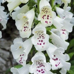 Foxglove 'Dalmation White' -EcoFlora Sales Shop DIGI T64066 B h
