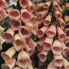 Foxglove 'Apricot' -EcoFlora Sales Shop DIGI T64080 A