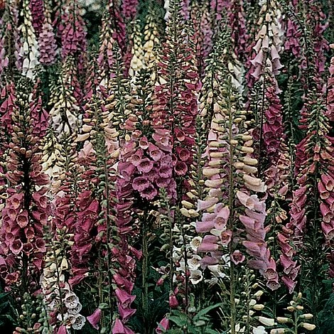 Foxglove 'Foxy' 2 Foxglove 'Foxy' -EcoFlora Sales Shop DIGI T64084 A h
