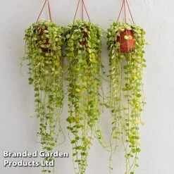 Dischidia Nummularia -EcoFlora Sales Shop DISC BUTTONORC WKC8846