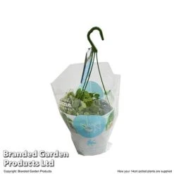 Dischidia Nummularia -EcoFlora Sales Shop DISC NUMMU14CM T48959