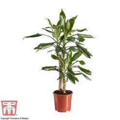 Dracaena Fragrans (House Plant) 13 Dracaena Fragrans (House Plant) -EcoFlora Sales Shop DRAC 2898 A1