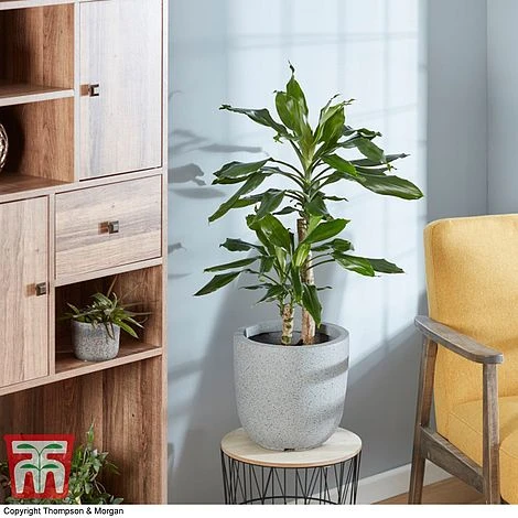 Dracaena Fragrans (House Plant) 3 Dracaena Fragrans (House Plant)