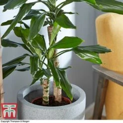 Dracaena Fragrans (House Plant) 10 Dracaena Fragrans (House Plant) -EcoFlora Sales Shop DRAC 2898 A4
