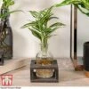 Dracaena Sanderiana 'Victory' In Bottle & Stand -EcoFlora Sales Shop DRAC KB3999 A