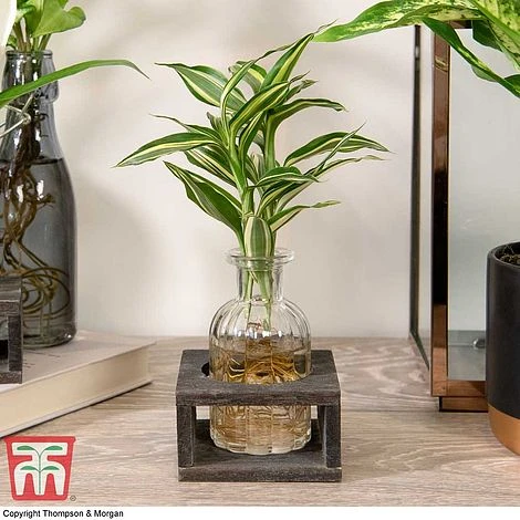 Dracaena Sanderiana 'Victory' In Bottle & Stand 3 Dracaena Sanderiana 'Victory' In Bottle & Stand