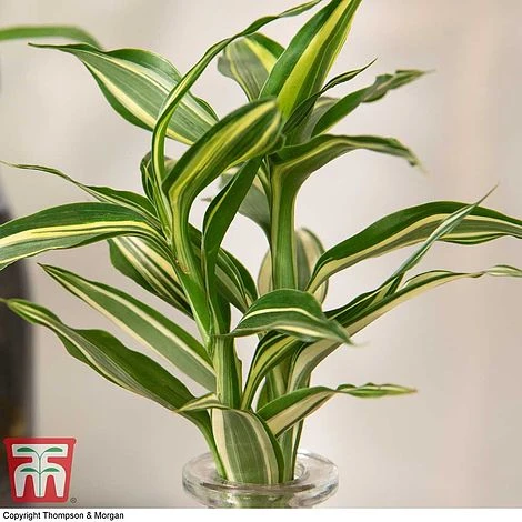 Dracaena Sanderiana 'Victory' In Bottle & Stand 4 Dracaena Sanderiana 'Victory' In Bottle & Stand - Image 2