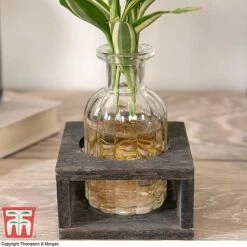 Dracaena Sanderiana 'Victory' In Bottle & Stand 11 Dracaena Sanderiana 'Victory' In Bottle & Stand -EcoFlora Sales Shop DRAC KB3999 C