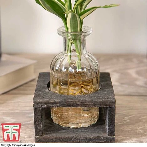 Dracaena Sanderiana 'Victory' In Bottle & Stand 6 Dracaena Sanderiana 'Victory' In Bottle & Stand - Image 4