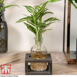 Dracaena Sanderiana 'Victory' In Bottle & Stand 12 Dracaena Sanderiana 'Victory' In Bottle & Stand -EcoFlora Sales Shop DRAC KB3999 D