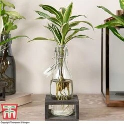 Dracaena Sanderiana 'Victory' In Bottle & Stand 13 Dracaena Sanderiana 'Victory' In Bottle & Stand -EcoFlora Sales Shop DRAC KB3999 F