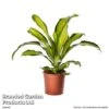 Dracaena Fragrans 'Charley' -EcoFlora Sales Shop DRAC CHARL10CM S50436