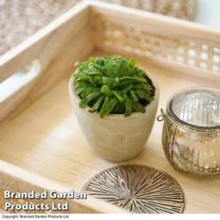 Drosera Aliciae 9 Drosera Aliciae -EcoFlora Sales Shop DROS ALICIAE T41636