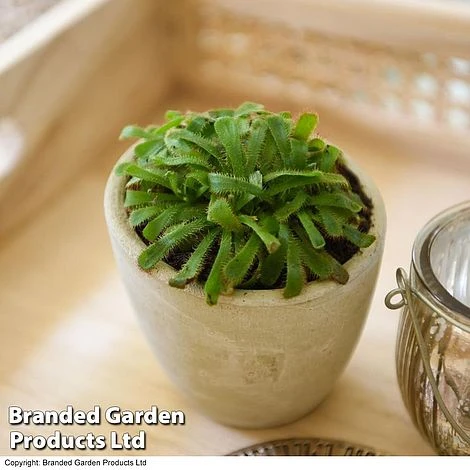 Drosera Aliciae 6 Drosera Aliciae - Image 4