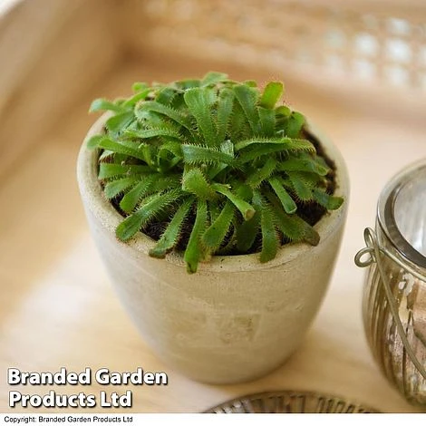 Drosera Aliciae 3 Drosera Aliciae