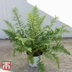 Dryopteris Affinis -EcoFlora Sales Shop DRYO TKA2908 A