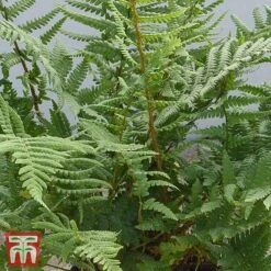 Dryopteris Affinis -EcoFlora Sales Shop DRYO TKA2908 B
