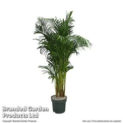 Dypsis Lutescens In Hydro Pot -EcoFlora Sales Shop DYPS LUTES27CM T506351