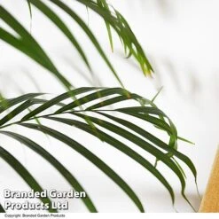 Dypsis Lutescens In Hydro Pot -EcoFlora Sales Shop DYPS LUTESCENS T50758