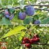 Cherry & Plum Duo (Mini Fruit Trees) 2 Cherry & Plum Duo (Mini Fruit Trees) -EcoFlora Sales Shop Duo8