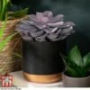 Echeveria 'Purple Pearl' - Shine Like A Pearl -EcoFlora Sales Shop ECHE KB3784 A
