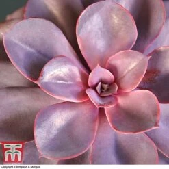 Echeveria 'Purple Pearl' - Shine Like A Pearl -EcoFlora Sales Shop ECHE KB3784 B