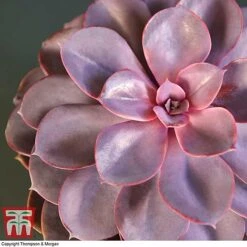 Echeveria 'Purple Pearl' - Shine Like A Pearl -EcoFlora Sales Shop ECHE KB3784 C