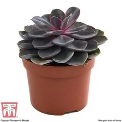 Echeveria 'Purple Pearl' - Shine Like A Pearl -EcoFlora Sales Shop ECHE KB3784 D