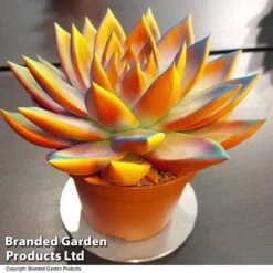 Echeveria 'Miranda Chameleon' 14 Echeveria 'Miranda Chameleon' -EcoFlora Sales Shop ECHE CHAMELEON T48348