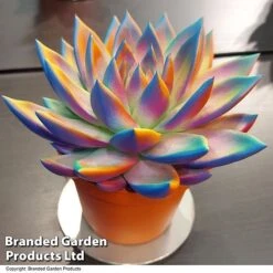 Echeveria 'Miranda Chameleon' 17 Echeveria 'Miranda Chameleon' -EcoFlora Sales Shop ECHE CHAMELEON T48351