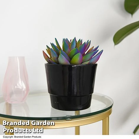 Echeveria 'Miranda Chameleon' 4 Echeveria 'Miranda Chameleon' - Image 2