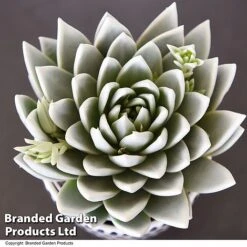 Echeveria 'Miranda Glow In The Dark' -EcoFlora Sales Shop ECHE GLOWDARK T49086