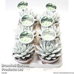 Echeveria 'Miranda Glow In The Dark' -EcoFlora Sales Shop ECHE MIRAN12CM S48425
