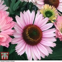 Echinacea 'Sunseekers Salmon' -EcoFlora Sales Shop ECHI KA9816 D