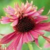 Echinacea Purpurea 'Double Decker' -EcoFlora Sales Shop ECHI T82205 A