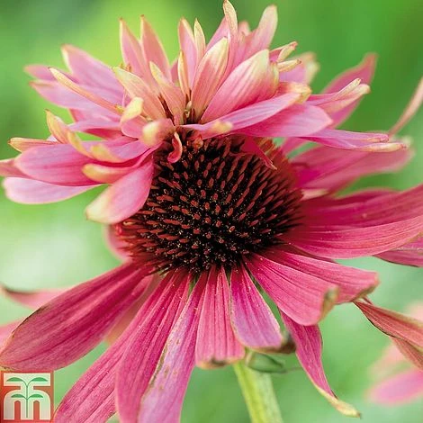 Echinacea Purpurea 'Double Decker' 5 Echinacea Purpurea 'Double Decker' -EcoFlora Sales Shop ECHI T82205 A