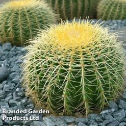 Echinocactus Grusonii -EcoFlora Sales Shop ECHI GRUSONII W46824