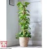 Epipremnum Aureum -EcoFlora Sales Shop EPIP TKA2906 A2