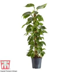 Epipremnum Aureum -EcoFlora Sales Shop EPIP TKA2906 AA