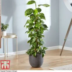 Epipremnum Aureum -EcoFlora Sales Shop EPIP TKA2906 AB