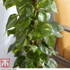 Epipremnum Aureum -EcoFlora Sales Shop EPIP TKA2906 AC