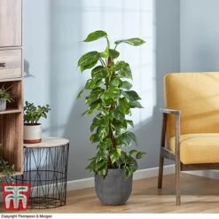 Epipremnum Aureum -EcoFlora Sales Shop EPIP TKA2906 AD