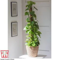 Epipremnum Aureum -EcoFlora Sales Shop EPIP TKA2906 B1
