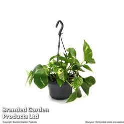 Epipremnum Mixed -EcoFlora Sales Shop EPIP MIXED15CM T48064