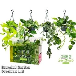 Epipremnum Mixed -EcoFlora Sales Shop EPIP MIXED15CM WKC8847 A