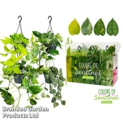 Epipremnum Mixed -EcoFlora Sales Shop EPIP MIXED15CM WKC8847 B