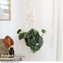 Epipremnum Mixed -EcoFlora Sales Shop EPIP MIXED T48069