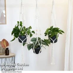 Epipremnum Mixed -EcoFlora Sales Shop EPIP MIXED T48072