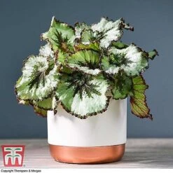 Begonia Rex Trio - Gift -EcoFlora Sales Shop ESCA WKB4887 A11